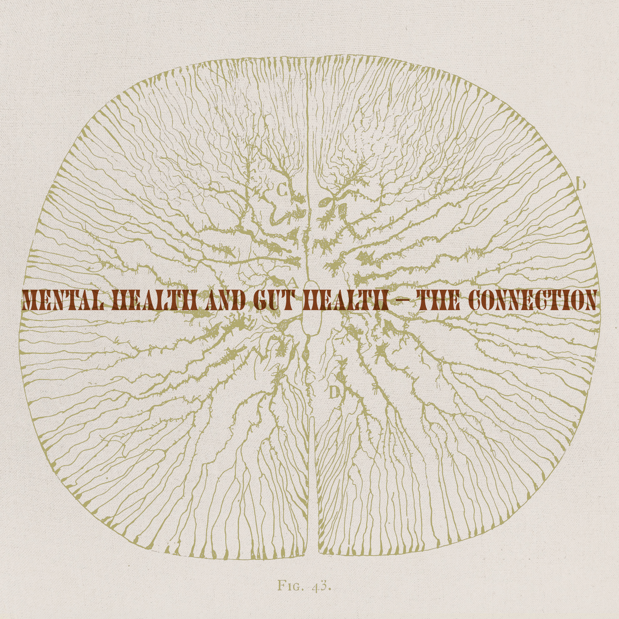 Mental Health and Gut Health – The Connection