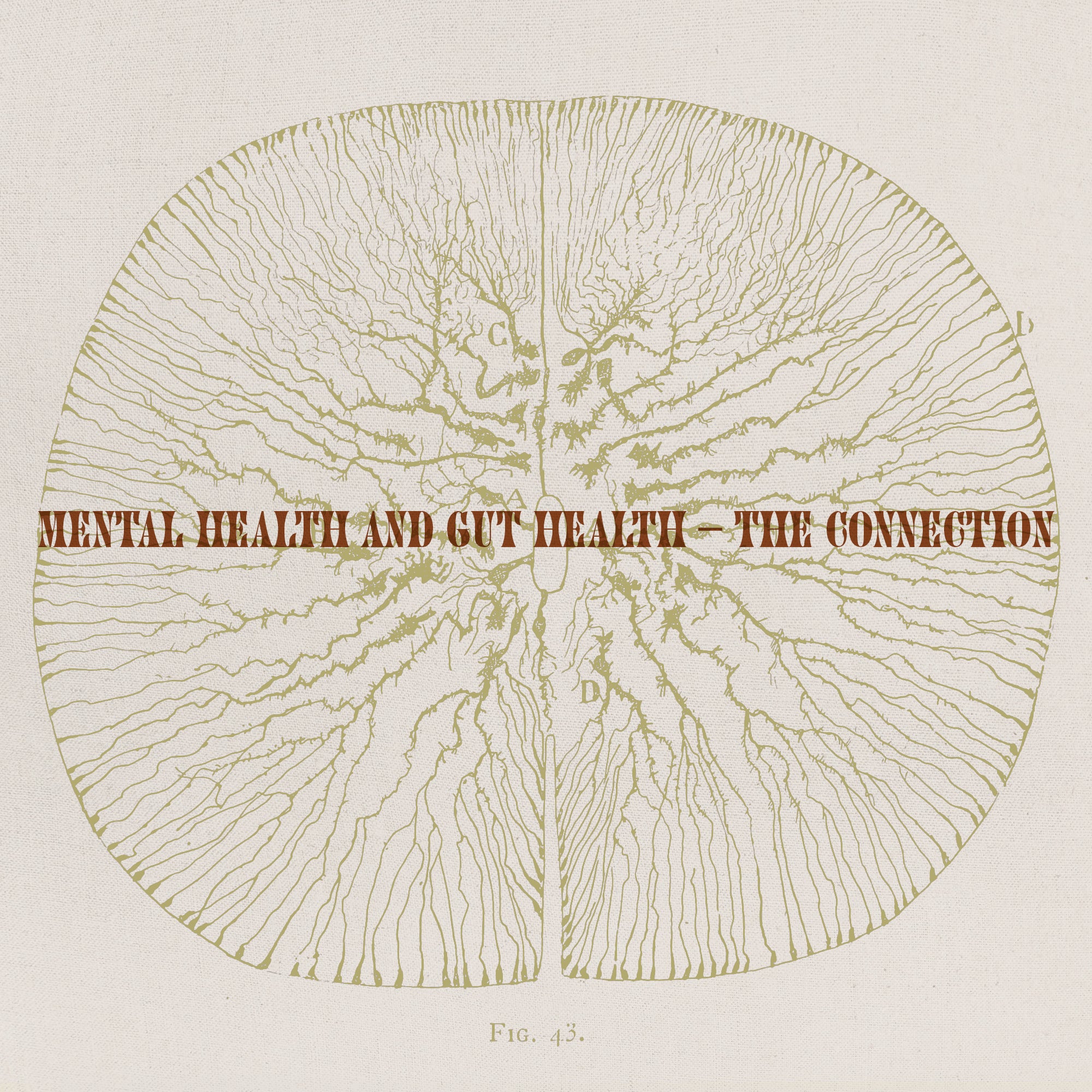 Mental Health and Gut Health – The Connection